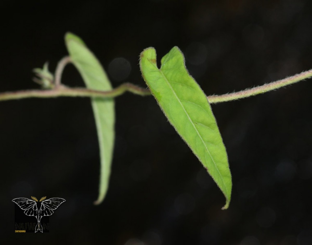 Ipomoea eriocarpa R.Br.